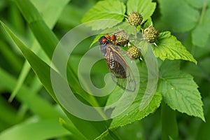 Adult 17-year cicada Magicicada sp. resting on raspberry plant after emergence from nymphal case