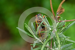 Adult 17-year cicada Magicicada sp. resting on a rosemary plant after emergence from nymphal case