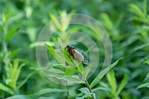 Adult 17-year cicada Magicicada sp. rests on a stand of hairy mountain mint after emergence from nymphal case