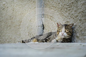 Adult abandoned stray cat looking sad at the camera