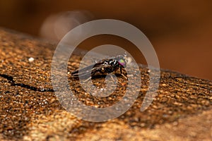 Adult Acalyptrate Fly photo