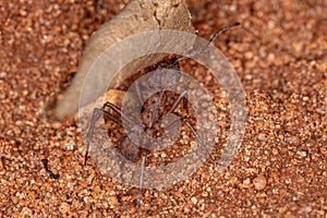 Adult Acromyrmex Leaf-cutter Ant