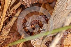 Adult Acromyrmex Leaf-cutter Ant