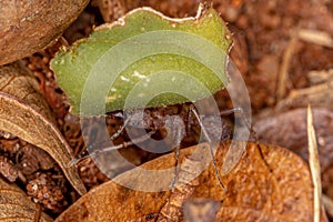 Adult Acromyrmex Leaf-cutter Ant