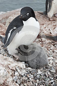 Adult Adelie penguin and chicks in the nest.
