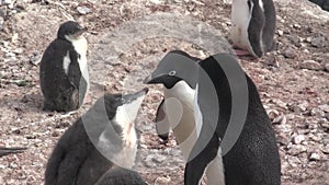 adult Adelie penguins who feed already large chicks in colony