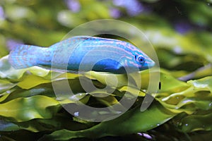 Adorned wrasse photo