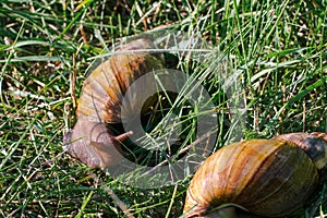 Adult african achatina snails eats green grass outdoors