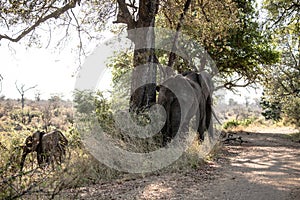 Adult African Elefant with Baby (Loxodonta Africana) at Kruger National Park