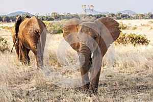 Adult african elephant busy grazing in the bush