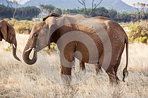 Adult african elephant busy grazing in the bush