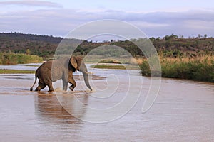 Adult african elephant crossing river safari game drive 