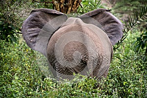 Adult african elephant in savannah, Serengeti, Tanzania