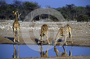 Adult African giraffes