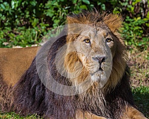 Adult african lion male portrait