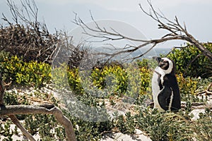 An adult African Penguin  Spheniscus demersus , Boulders Beach, Cape Town South Africa