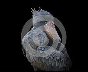 Adult African shoebill stork  - Balaeniceps rex -