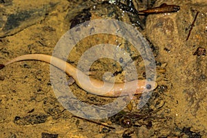 Adult Albino Dusky Salamander