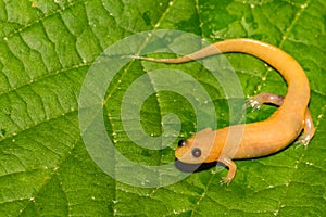Adult Albino Dusky Salamander