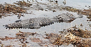 An adult Alligator in a small Florida swamp hunting.