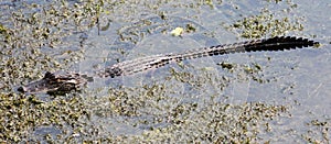 An adult Alligator in a small Florida swamp resting.