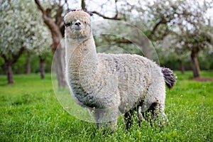 Adult Alpaca in the bosom of nature