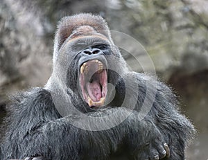 Adult alpha male gorilla yawns irritably, showing dangerous fangs and teeth