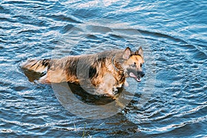 Adult Alsatian Wolf Dog, Running In Blue Water Of River Lake Wit