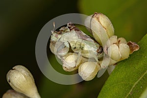 Adult Ambush Bug