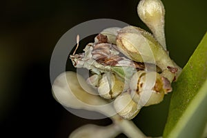 Adult Ambush Bug