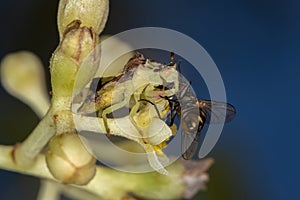 Adult Ambush Bug