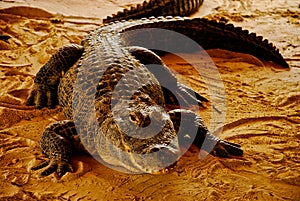 Adult american alligator in the Everglades farm in Floridas swamps