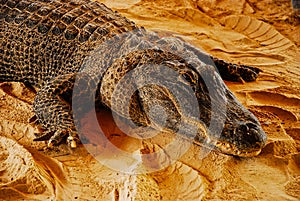 Adult american alligator on the sand in Everglades park Florida