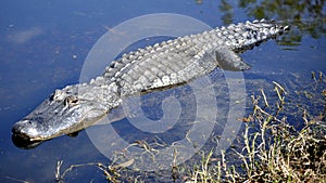 Adult American Alligator Stalking in Water