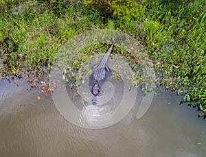 Adult American Alligator staying warm