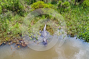 Adult American Alligator staying warm