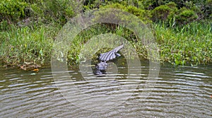 Adult American Alligator staying warm