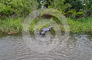 Adult American Alligator staying warm