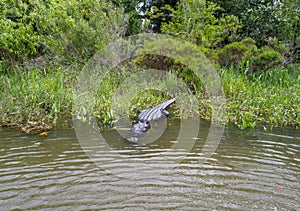 Adult American Alligator staying warm