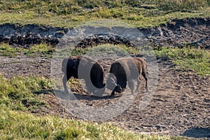 Adult American bison males fighting for the domination in a field on a sunny day
