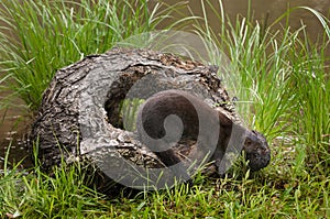 Adult American Mink Neovison vison Carries Kit Away