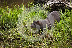 Adult American Mink Neovison vison in Grass