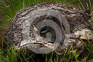 Adult American Mink Neovison vison Hauls Kit Into Log