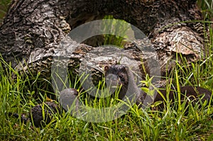 Adult American Mink Neovison vison and Kit