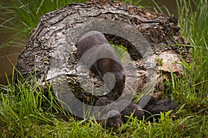 Adult American Mink Neovison vison Looks Down at Kits