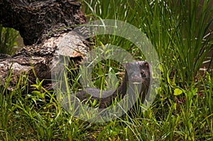 Adult American Mink Neovison vison Looks Out from Grass