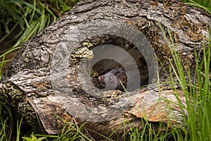 Adult American Mink Neovison vison Looks Out of Log