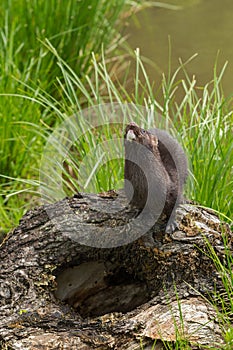 Adult American Mink (Neovison vison) Looks Up