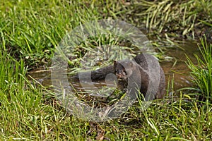 Adult American Mink (Neovison vison) Looks Up From Marsh