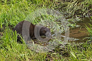 Adult American Mink (Neovison vison) Looks Into Water